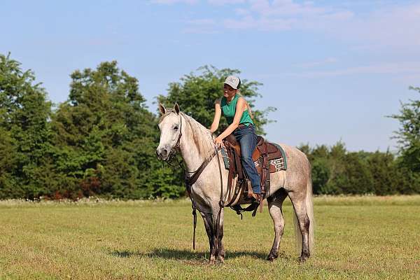 gaited-trail-horse-missouri-fox-trotter