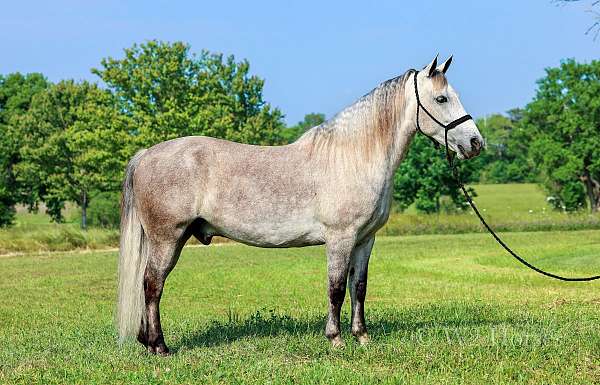 trail-horse-missouri-fox-trotter