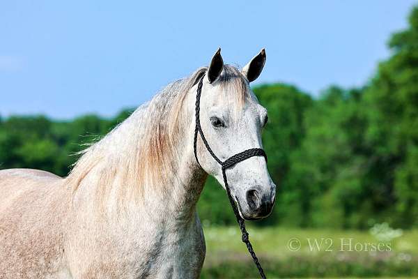 gaited-missouri-fox-trotter-horse