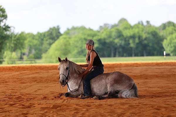 safe-missouri-fox-trotter-horse