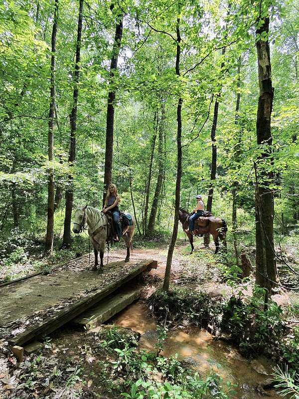 beginner-safe-missouri-fox-trotter-horse