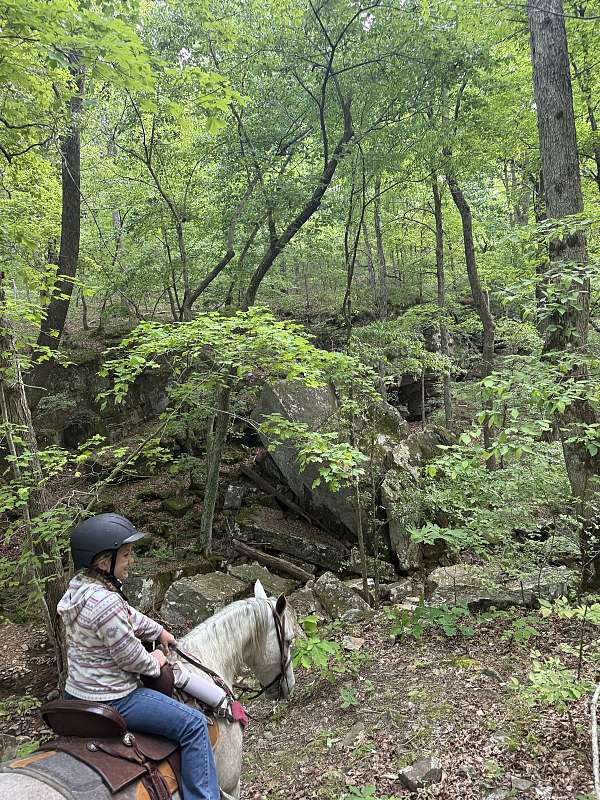 dream-horse-missouri-fox-trotter