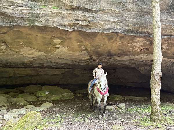 tennessee-walking-horse-missouri-fox-trotter