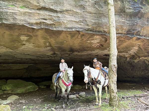hunting-missouri-fox-trotter-horse