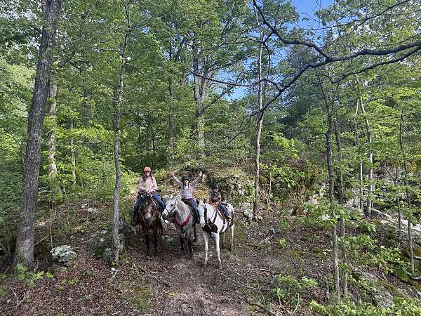 gun-safe-missouri-fox-trotter-horse