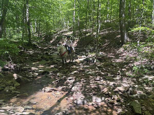 no-spook-missouri-fox-trotter-horse