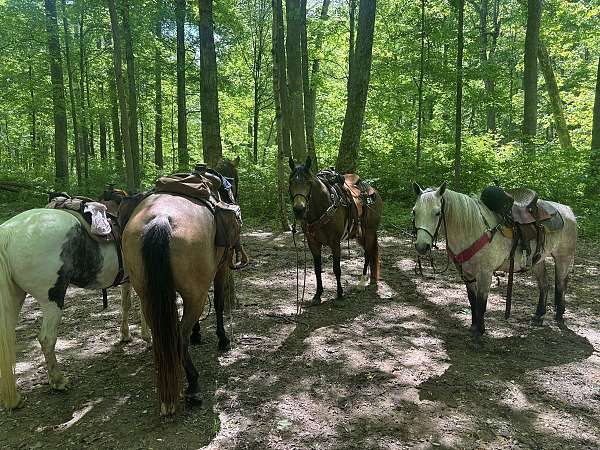 novice-rider-missouri-fox-trotter-horse
