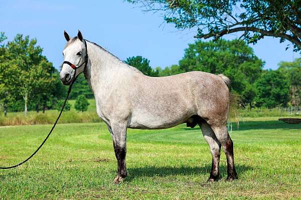 lessons-horse-missouri-fox-trotter