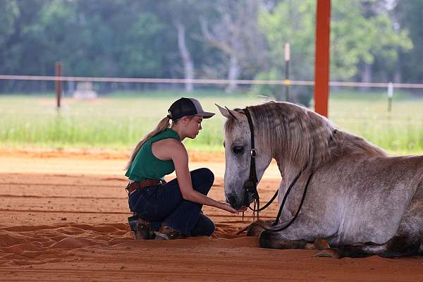 athletic-missouri-fox-trotter-horse
