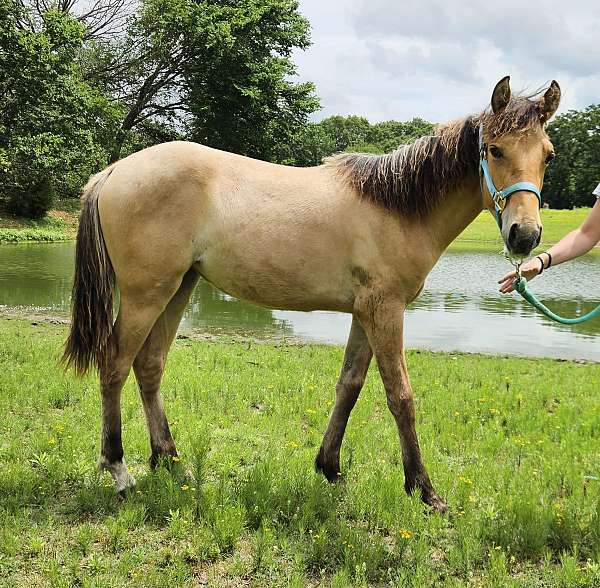dunskin-tennessee-walking-filly