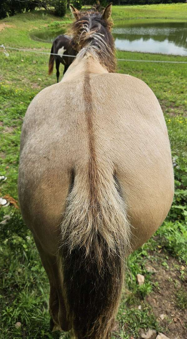 dunskin-twhbea-horse