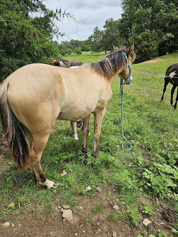 dunskin-twhbea-filly