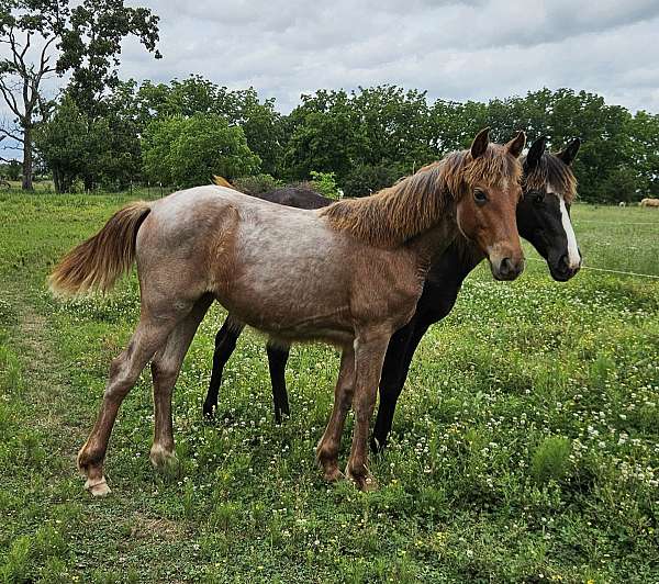 star-horse