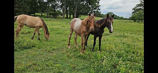red-roan-star-horse