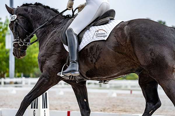 dressage-fei-oldenburg-horse