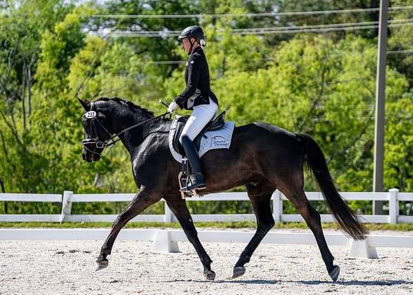 black-dressage-fei-horse