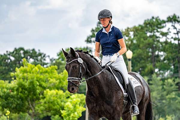 fei-gelding-mare