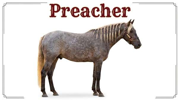 lesson-gelding-foal