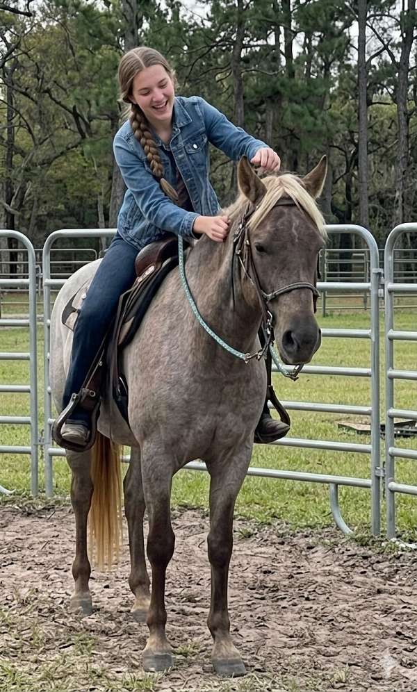 rocky-mountain-gelding-foal