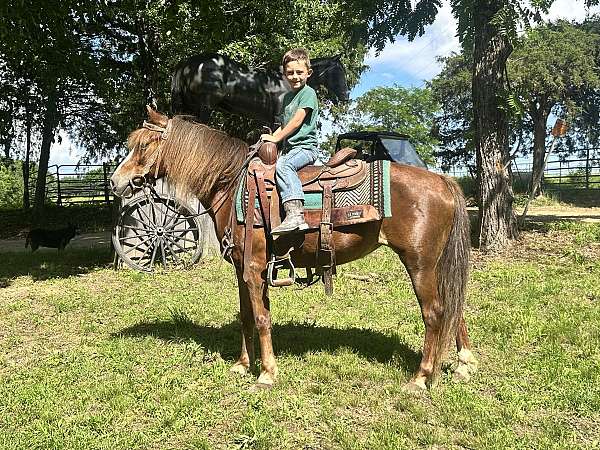 affordable-haflinger-pony