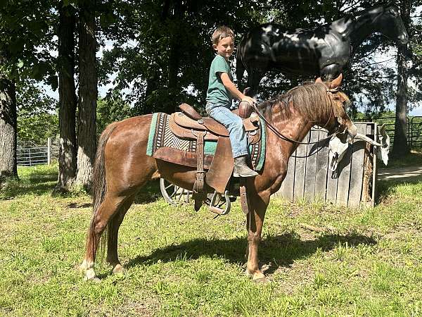 auction-haflinger-pony