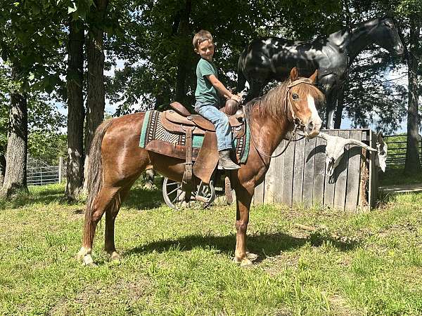 beginner-rider-haflinger-pony