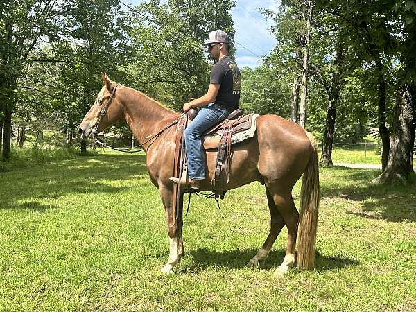 a-sorrel-tennessee-walking-horse