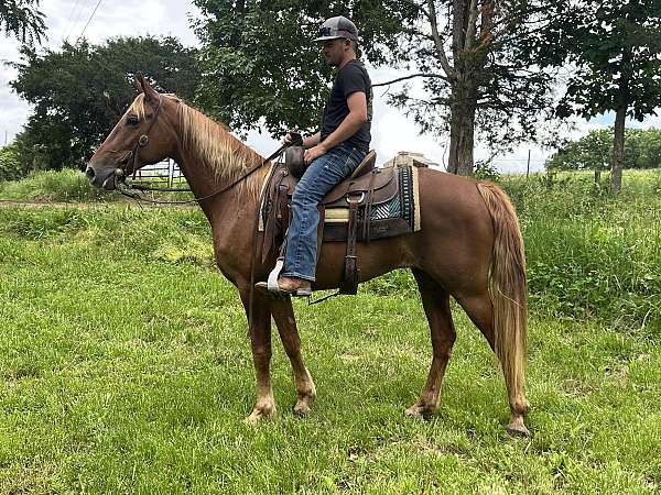 trotter-mare