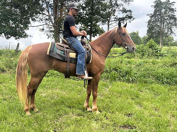 around-missouri-fox-trotter-horse