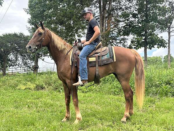 broke-missouri-fox-trotter-horse