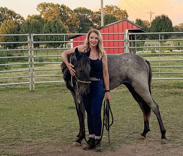 blue-roan-roan-twhbea-colt-yearling
