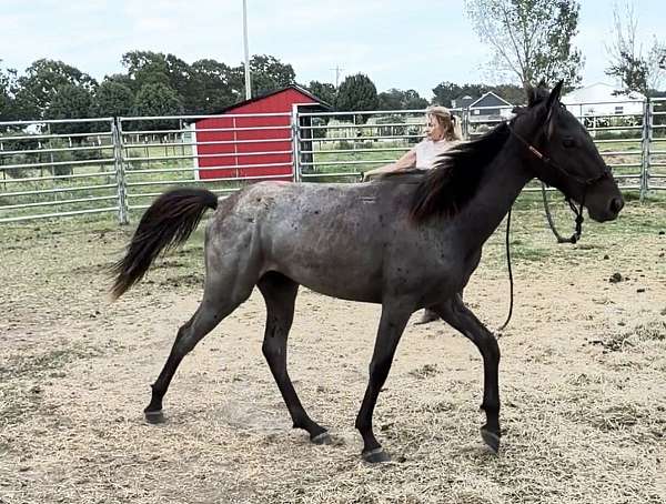 twhbea-colt-yearling