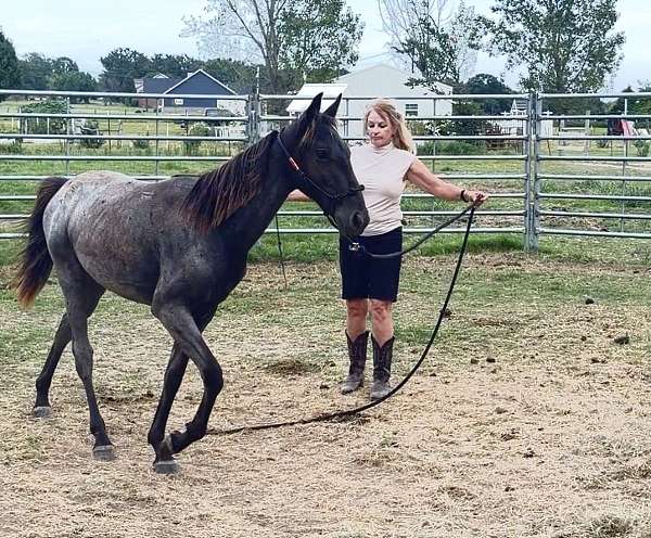 leads-stallion