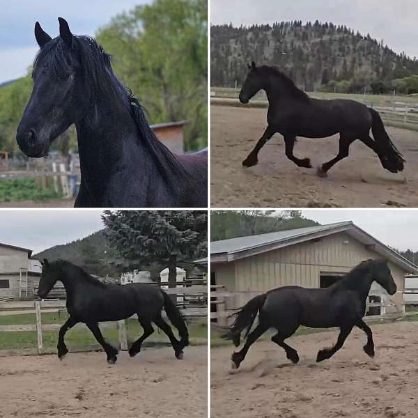 black-friesian-mare