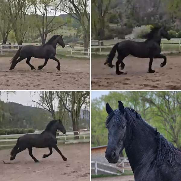 black-fhana-mare