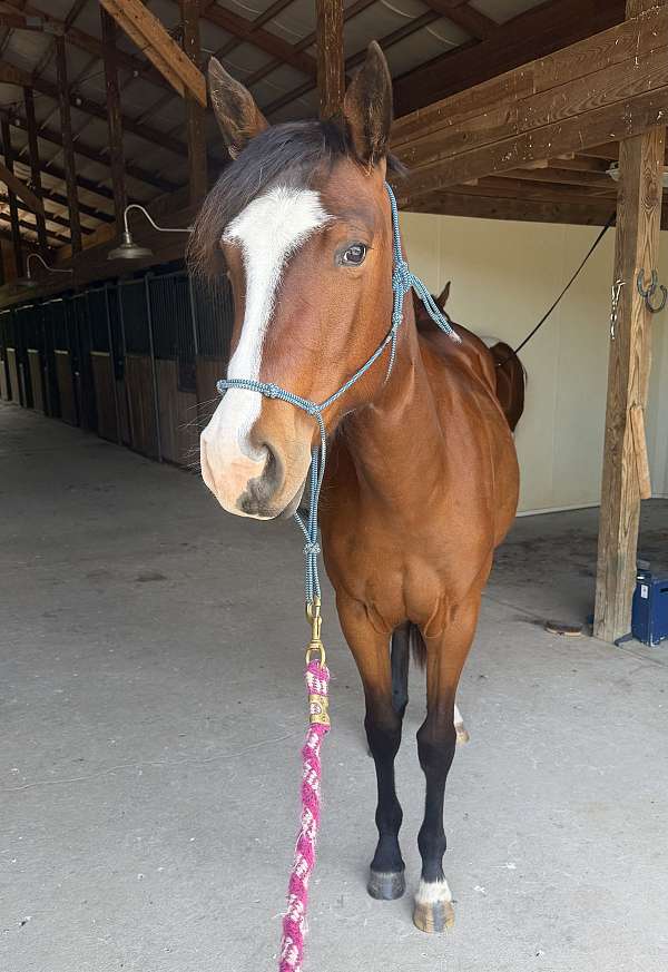 quarter-horse-filly