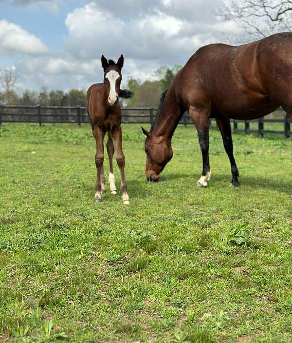 quarter-horse-for-sale