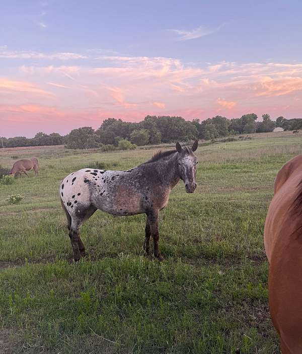 appaloosa-horse-for-sale