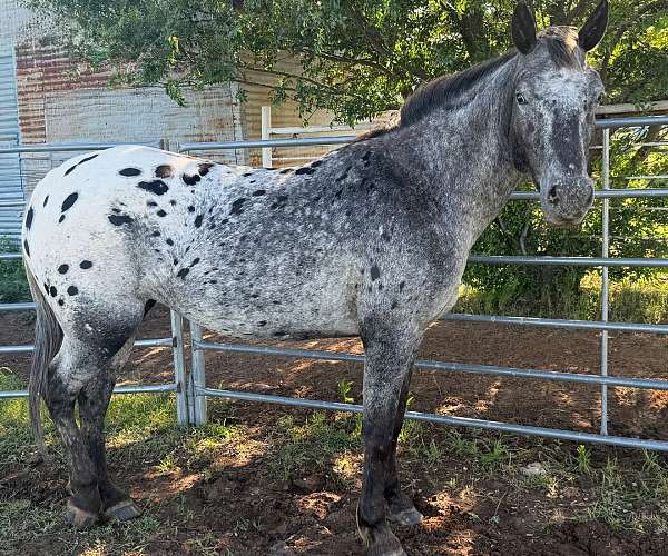 appaloosa-mare