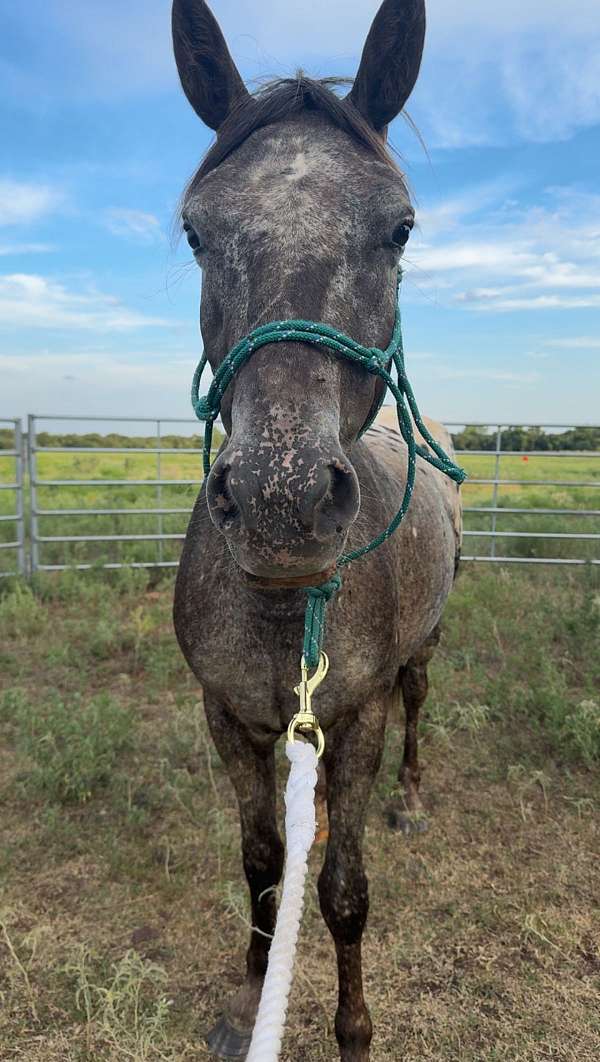 appaloosa-horse