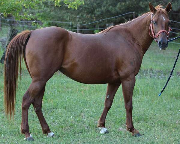 blaze-4-white-socks-2-blue-eyes-horse