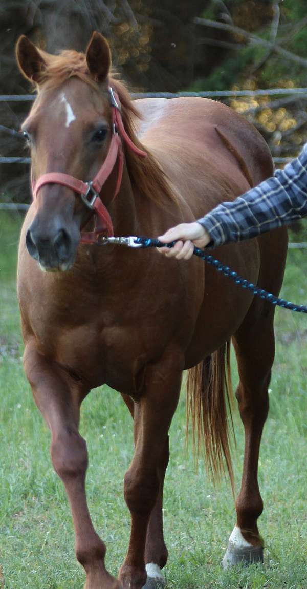 bay-roan-blaze-4-white-socks-2-blue-eyes-horse