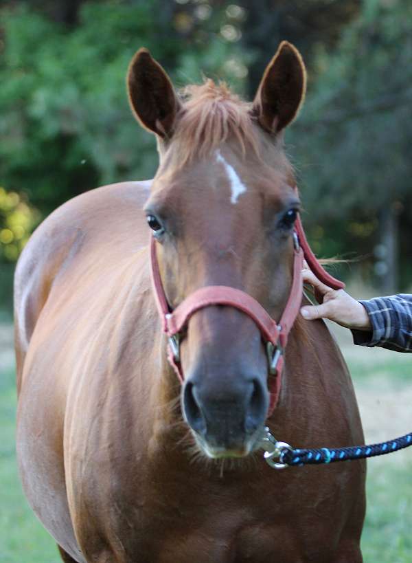 all-around-quarter-horse