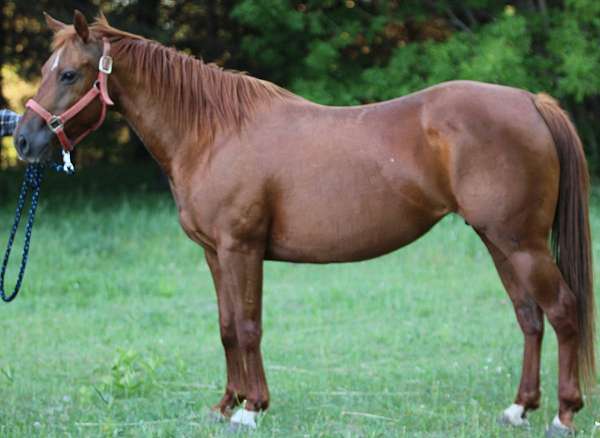 bay-roan-quarter-horse-mare