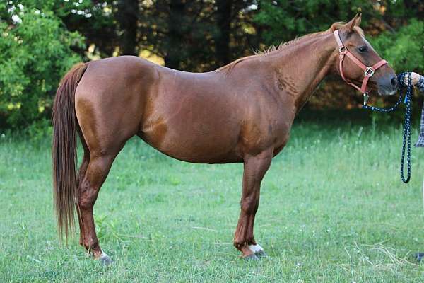 bay-roan-all-around-horse