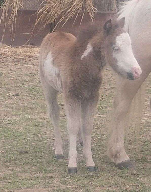 billy-idol-miniature-horse