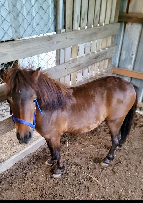 bay-halter-trained-pony