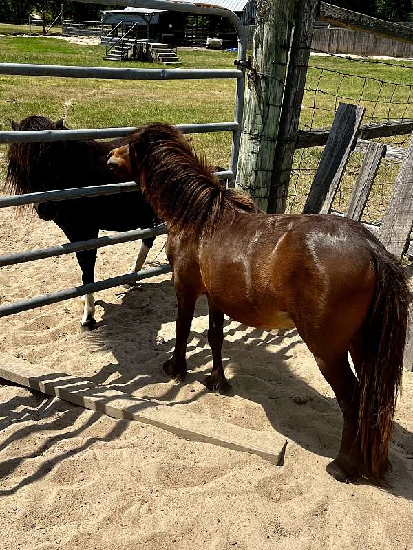 bay-miniature-colt