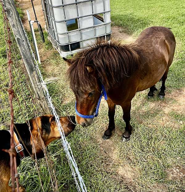 halter-miniature-pony