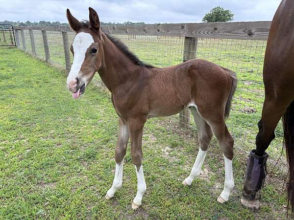 bay-westphalian-colt